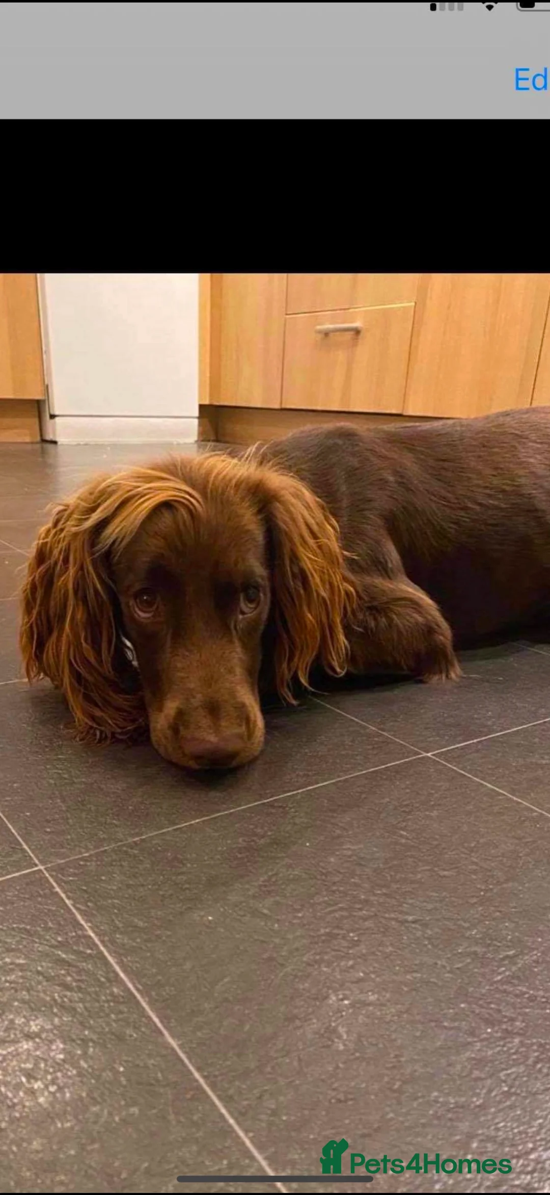 Cocker Spaniel dogs for sale: Working cocker spaniels - Advert 2