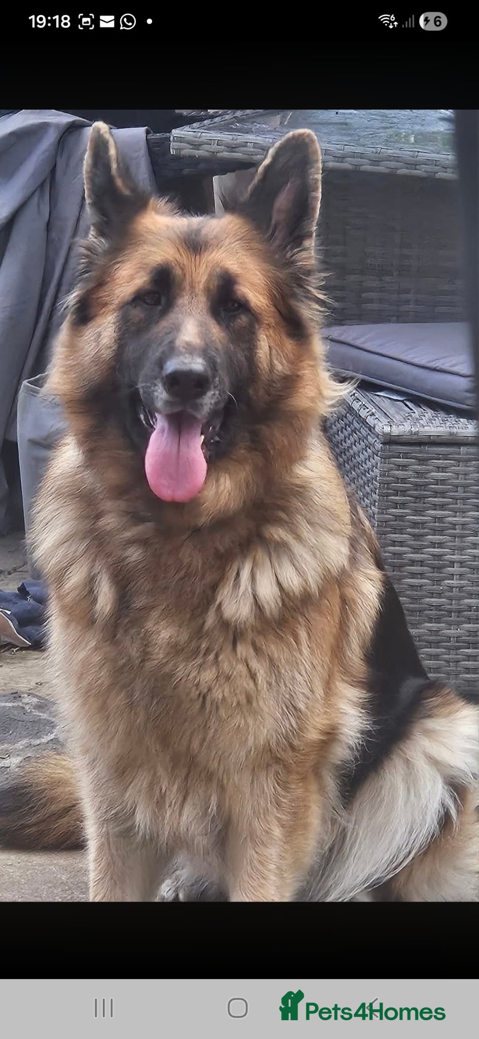 Mixed Breed dogs Rare breed shug Puppy tripaw - Advert 3