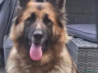 Mixed Breed dogs Rare breed shug Puppy tripaw - Advert 4