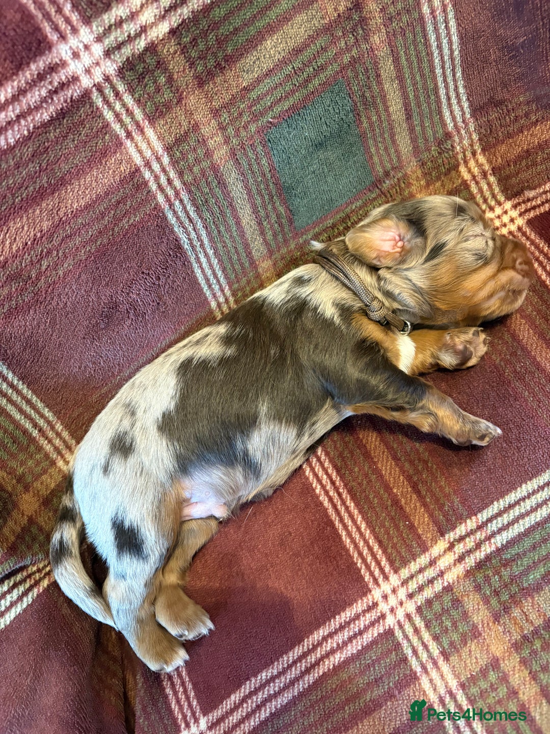 Mixed Breed dogs for sale: Beautiful Cocker X Puppies  - Advert 10