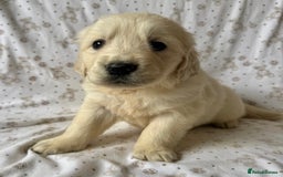Golden Retriever dogs for sale: Golden Retriever Puppies 🐶🤍 - Image 13