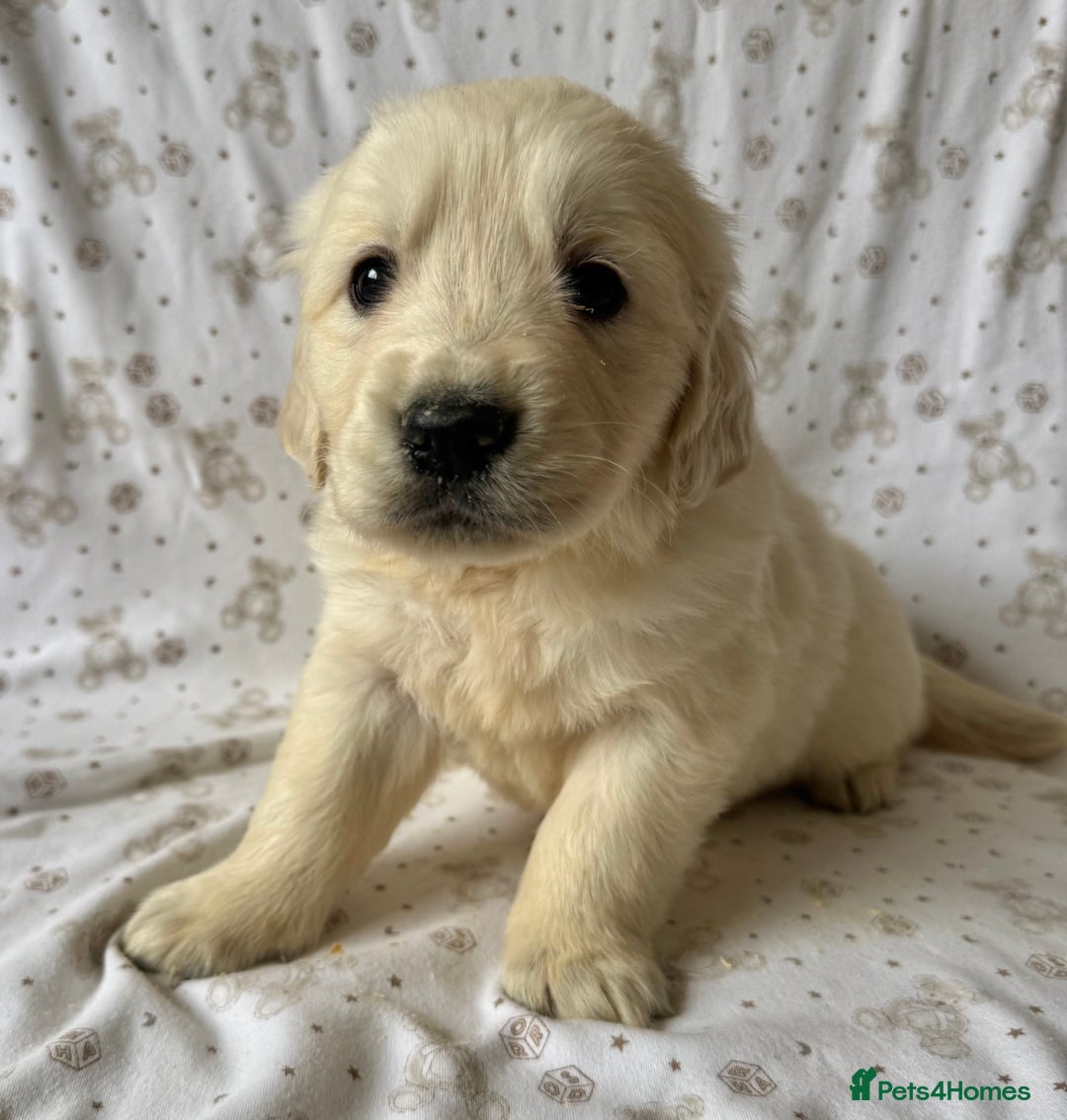 Golden Retriever dogs for sale: Golden Retriever Puppies 🐶🤍 - Image 13