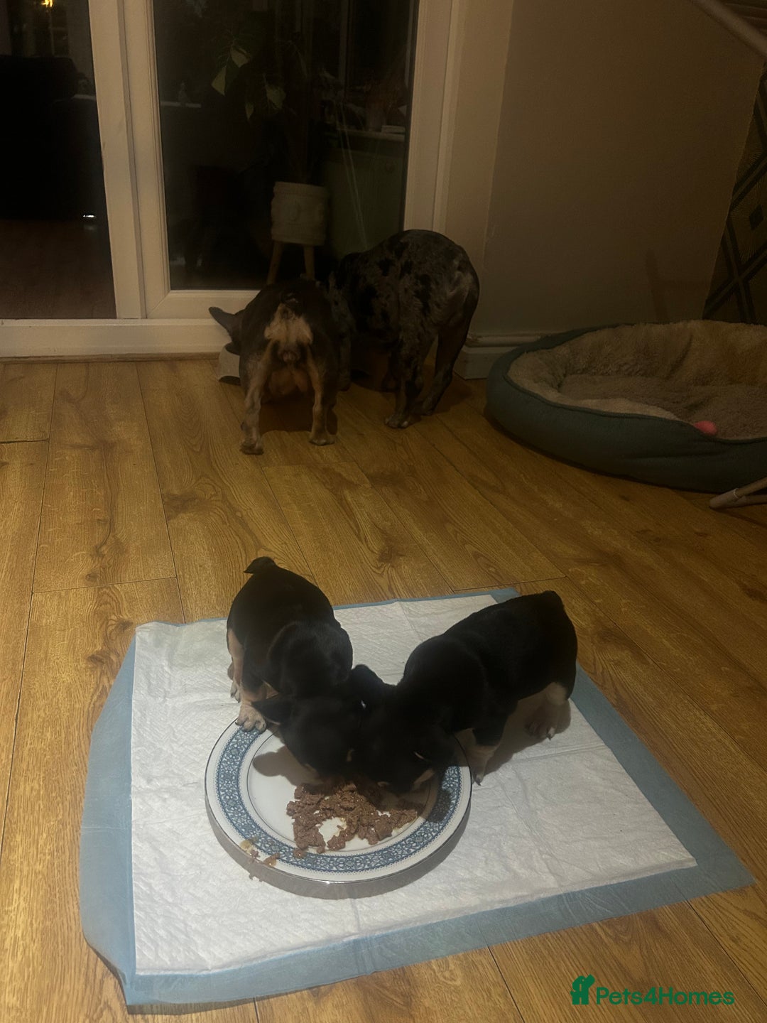 French Bulldog dogs for sale: 8 week old male French bulldog  - Advert 3