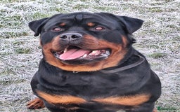 Rottweiler dogs for stud: Kc registered proven big rottweiler stud in Aylesbury - Image 1