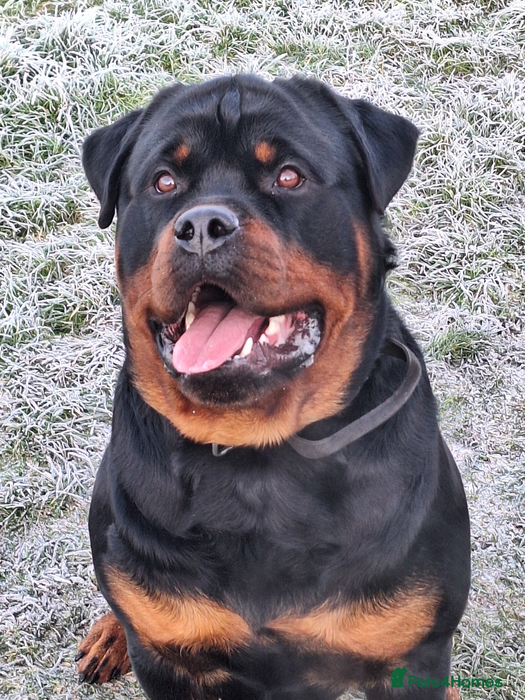 Rottweiler dogs for stud: Kc registered proven big rottweiler stud in Aylesbury - Image 1