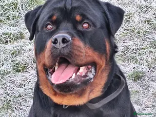 Rottweiler dogs Kc registered proven big rottweiler stud in Aylesbury - Advert 8