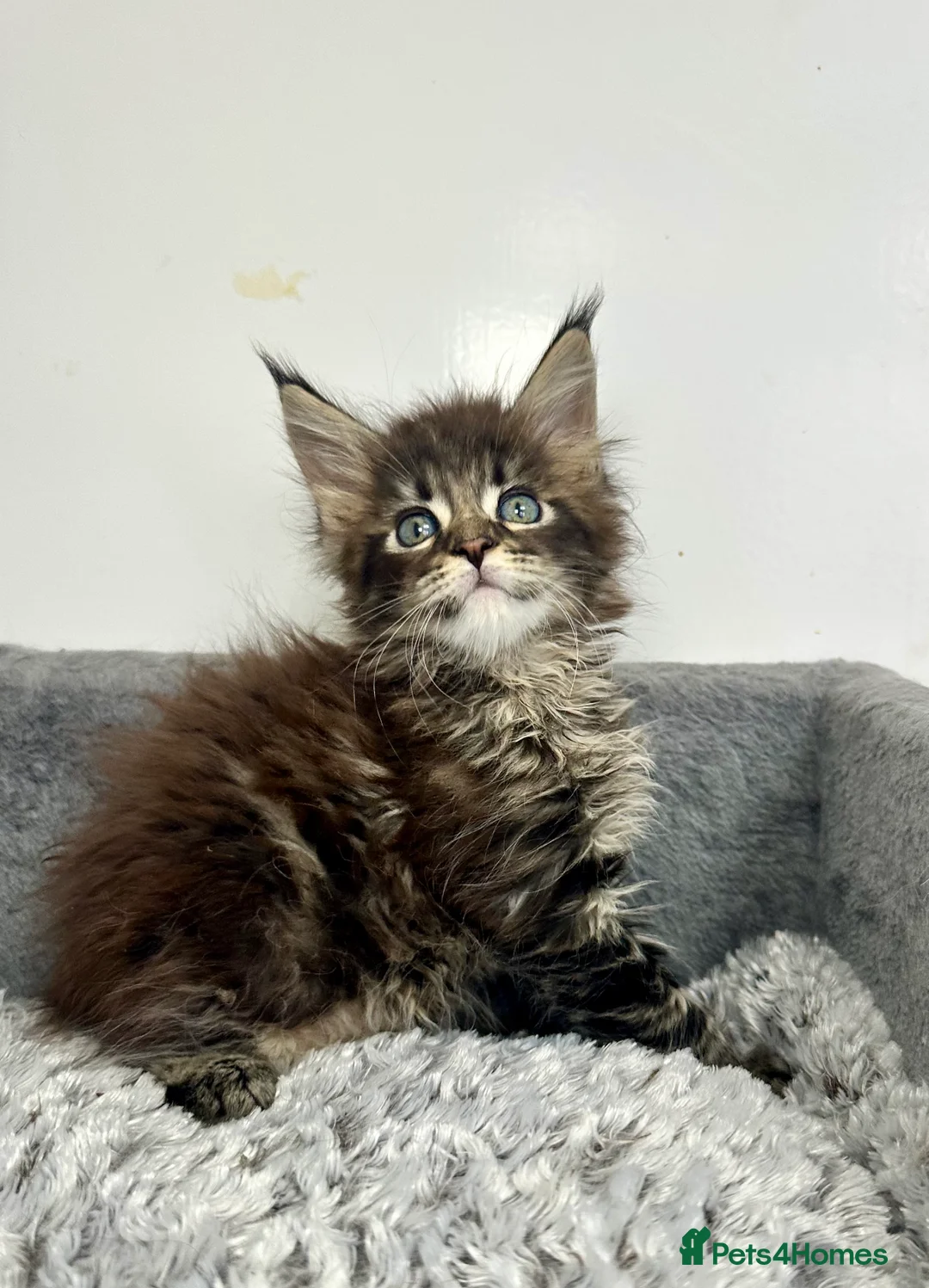 Maine Coon cats for sale: Tica registered Maine Coon kittens - Advert 3