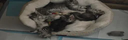 Maine Coon cats for sale: 3 beautiful maincoon kittens  - Advert 20