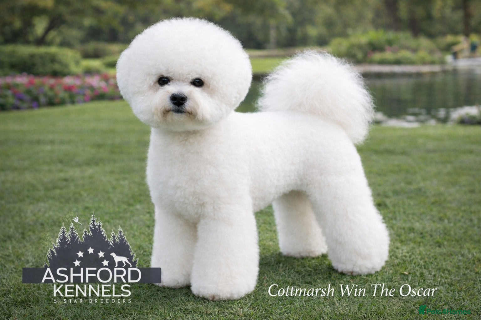 Bichon Frise dogs 💥STUNNING PROVEN CHAMP SIRED KC BICHON FOR STUD💥 - Advert 1