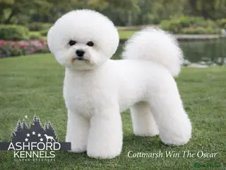Bichon Frise dogs 💥STUNNING PROVEN CHAMP SIRED KC BICHON FOR STUD💥 - Advert 1
