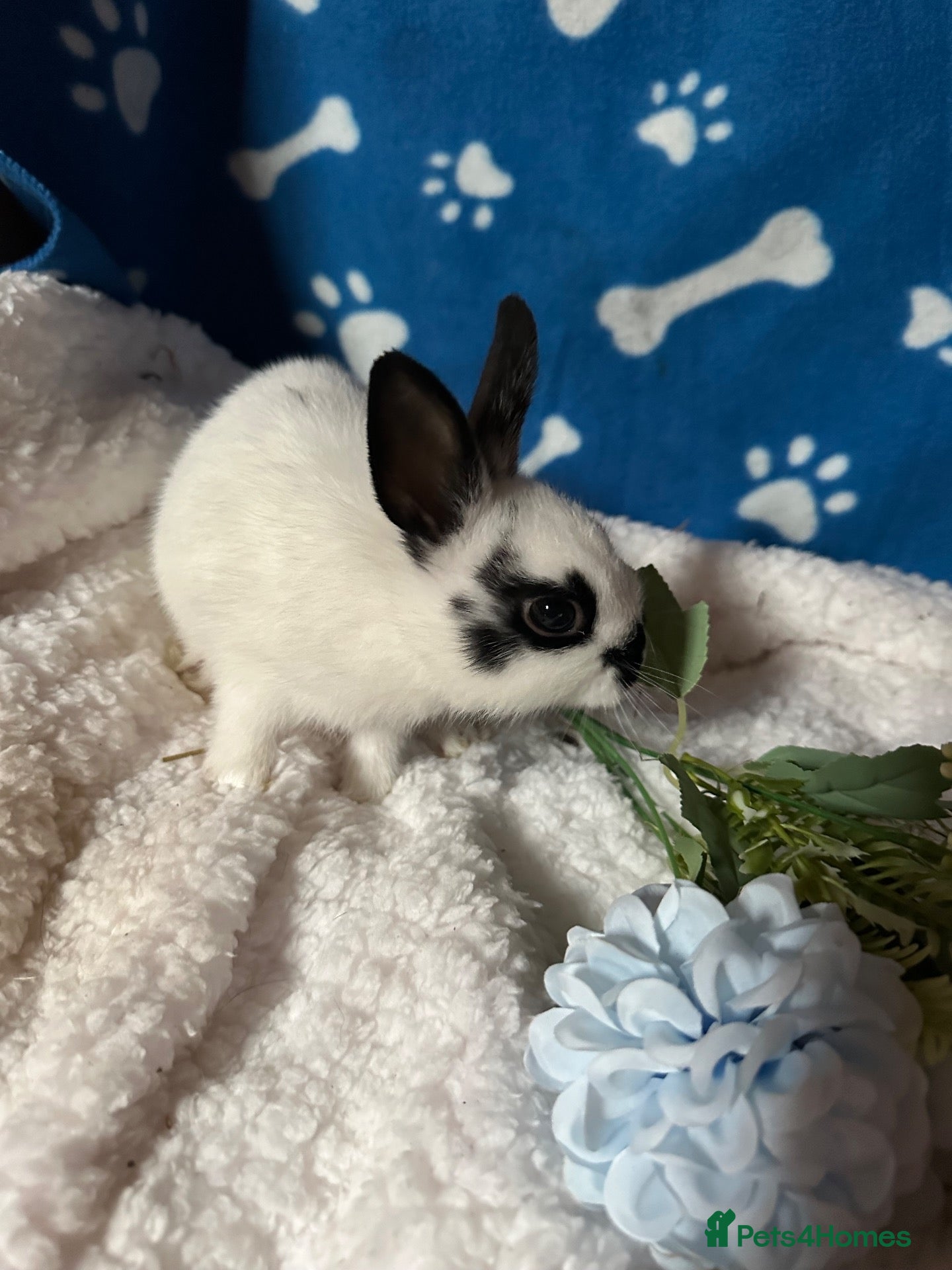 Netherland Dwarf rabbits Cute and fluffy Pure bred Netherland Dwarves - Advert 1