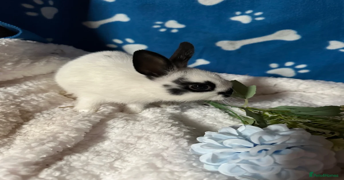 Netherland Dwarf Rabbits for Sale for sale | Pets4Homes