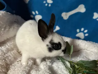 Netherland Dwarf rabbits Cute and fluffy Pure bred Netherland Dwarves - Advert 1
