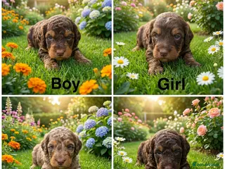 Cockapoo dogs DNA CLEAR, Stunning Cockapoo Pups,Ready 5th June - Advert 5