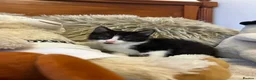 Mixed Breed cats for sale: 🩷Cross Maine Coone Kittens🩷 - Advert 12