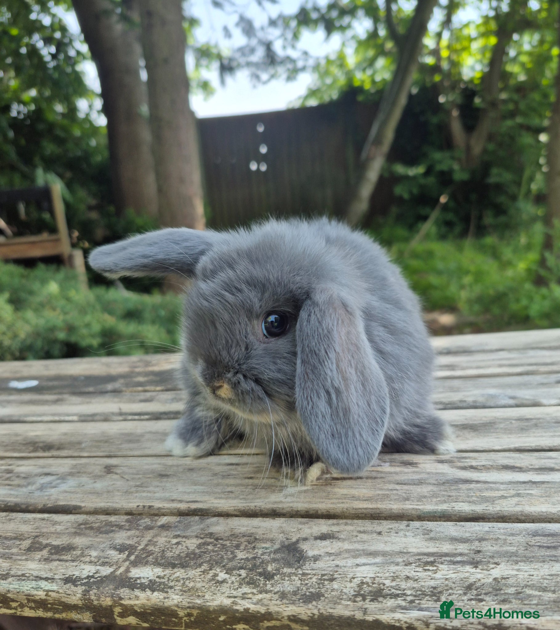 Mini Lop rabbits Mini lop buck - Advert 2
