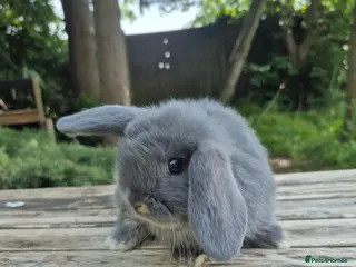 Mini Lop rabbits Mini lop buck - Advert 1