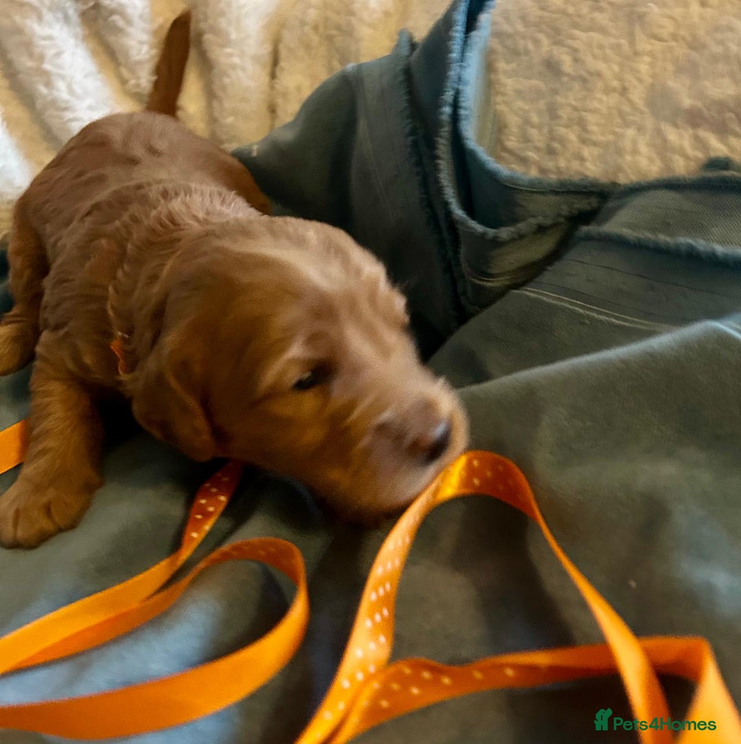 Labradoodle dogs for sale: 🥰 Cute Miniature labradoodle Pups 💖💕 - Advert 14