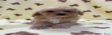 Maltipoo Puppy 3