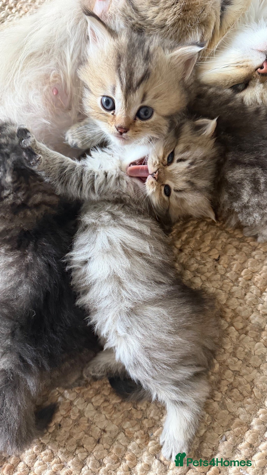 British Longhair cats for sale: Adorable British Shorthair Teddy Kittens - Advert 9
