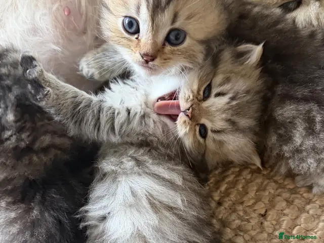 British Longhair cats for sale: Adorable British Shorthair Teddy Kittens - Advert 9