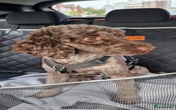 Cockapoo dogs for sale: Adorable F2b Cockapoo Puppies – Ready to Reserve  - Image 3