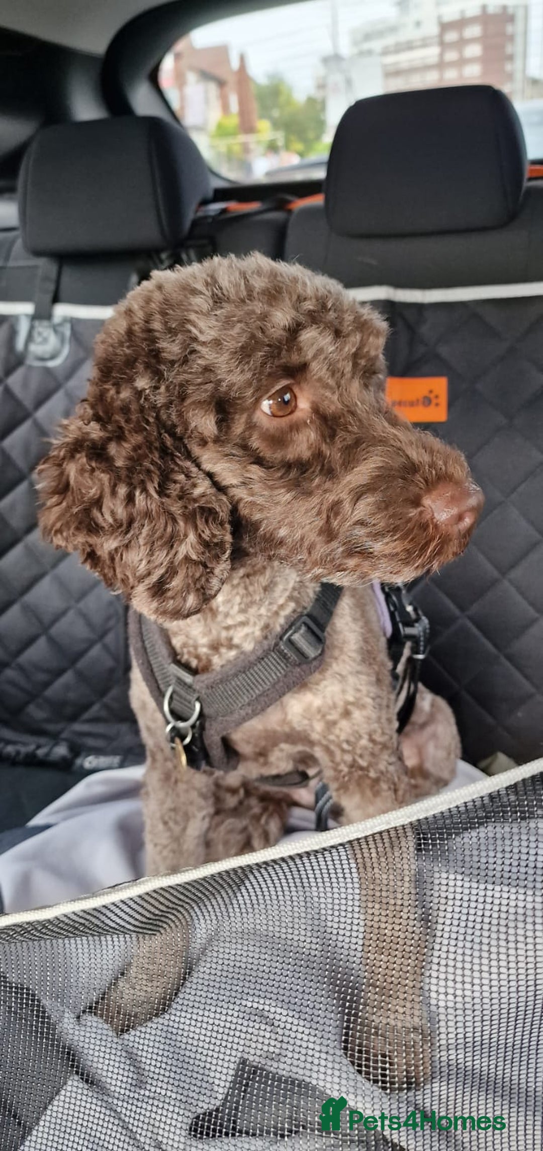 Cockapoo dogs for sale: Adorable F2b Cockapoo Puppies – Ready to Reserve  - Image 3