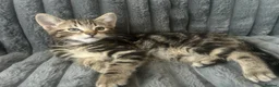 Mixed Breed cats for sale: 3 kittens mixed breed for sale in Southampton - Advert 24