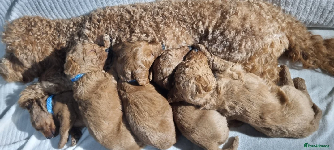 Labradoodle dogs for sale: Labradoodle Fox Red ❤️ Health Check - Advert 11