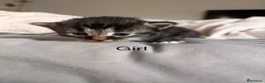 Female Kitten 1