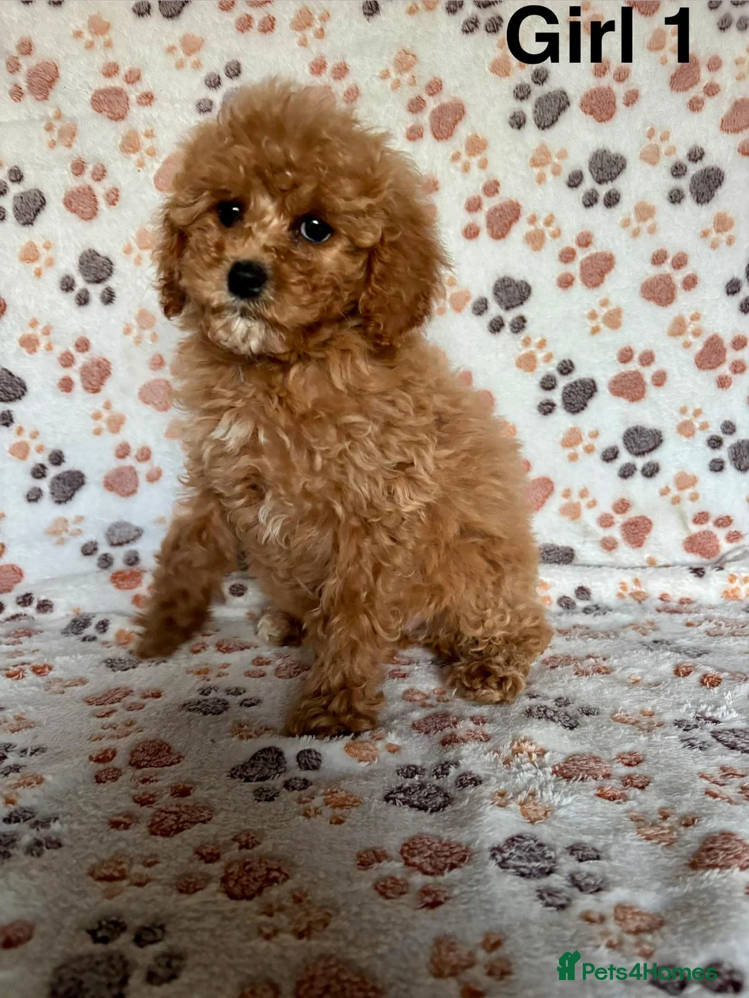 Cavapoo dogs for sale: Beautiful red Cavapoos  in Sheerness - Advert 11