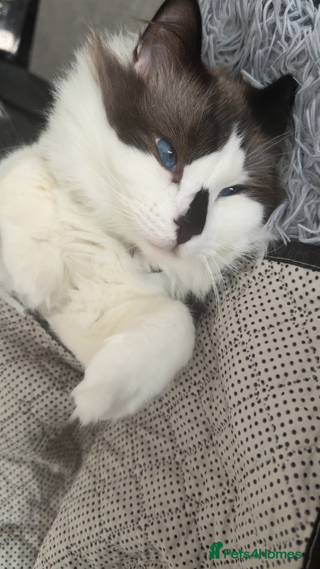 Ragdoll cats for sale: Two Ragdoll Males - Advert 5