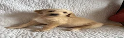 Labradoodle dogs for sale: Stunning Labradoodle puppies - Advert 9