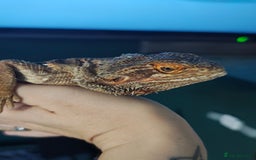 Bearded Dragon reptiles for sale: Female Beardie & Full Set Up - Image 1