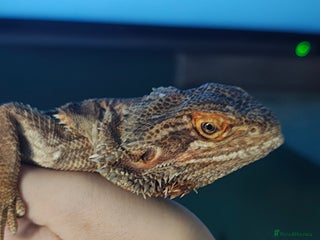 Bearded Dragon reptiles for sale - Advert 1