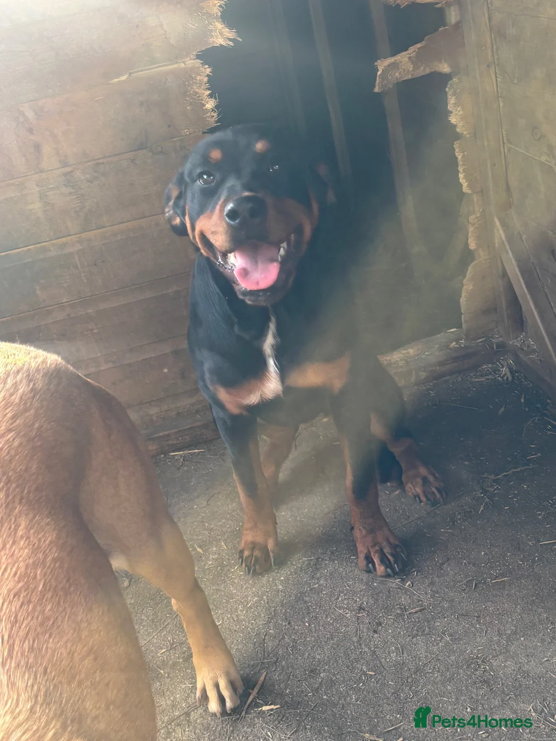 Rottweiler dogs for sale: 5 month old bitch  - Advert 2