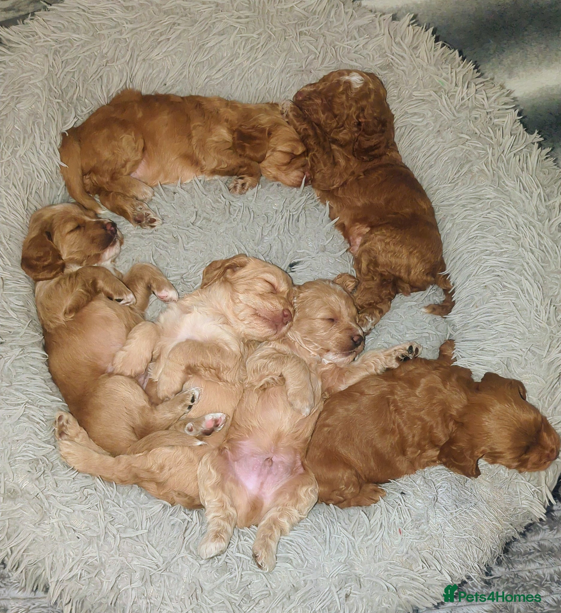 Cockapoo dogs Cockapoo puppy's  - Advert 18