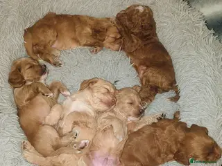 Cockapoo dogs Cockapoo puppy's - Advert 18