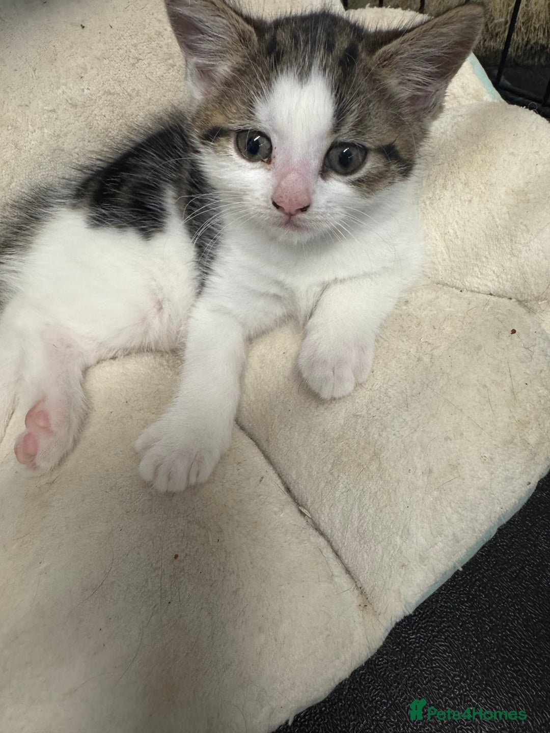 British Shorthair cats for sale: Last kitten  - Advert 14