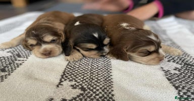 Cocker Spaniel dogs - Advert 13