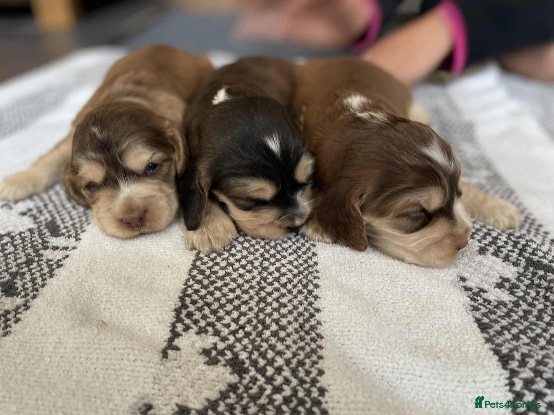 Cocker Spaniel dogs for sale: ⭐️ Stunning Show-Type Cocker Spaniel Puppies ⭐️ - Image 4