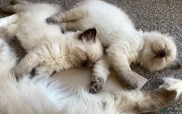 Ragdoll cats for sale: Adorable Ragdoll Kittens - Image 1