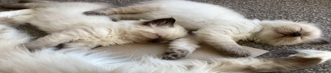 Ragdoll Kitten 4
