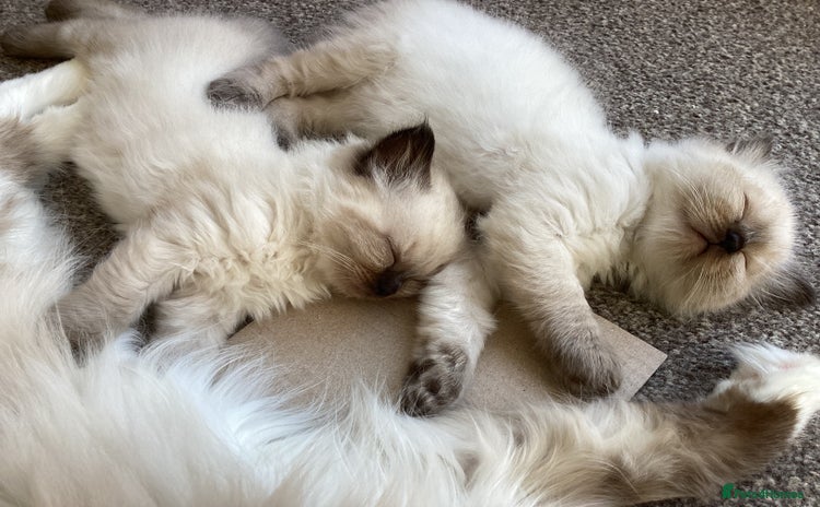 Ragdoll cats - Advert 1