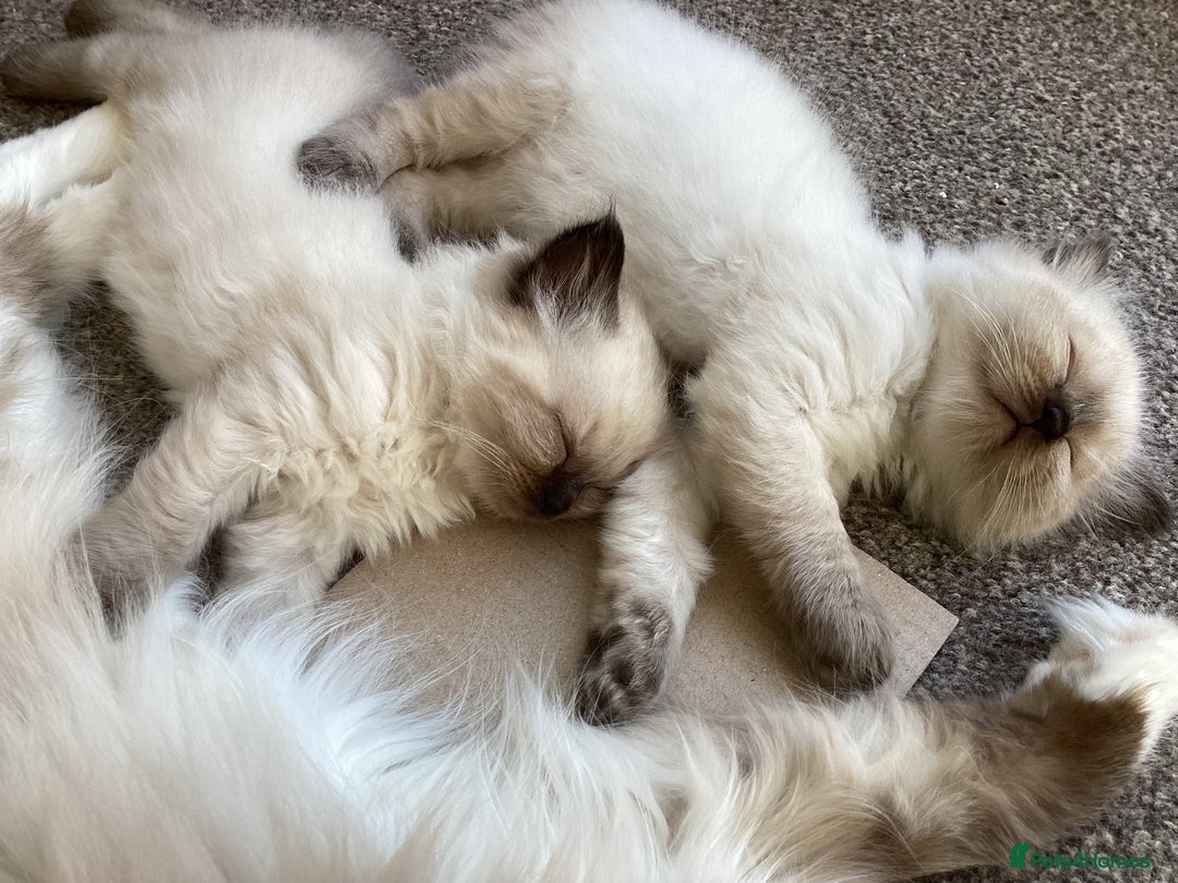 Ragdoll cats for sale: Adorable Ragdoll Kittens - Image 1