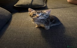 Mixed Breed cats for sale: Kittens for sale  - Image 2