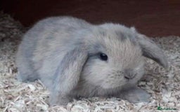 Mini Lop rabbits for sale: MINI LOP BUNNIES / PEDIGREE  - Image 24