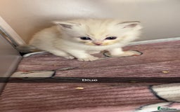 Ragdoll cats for sale: Beautiful pure ragdoll kittens  - Advert 5