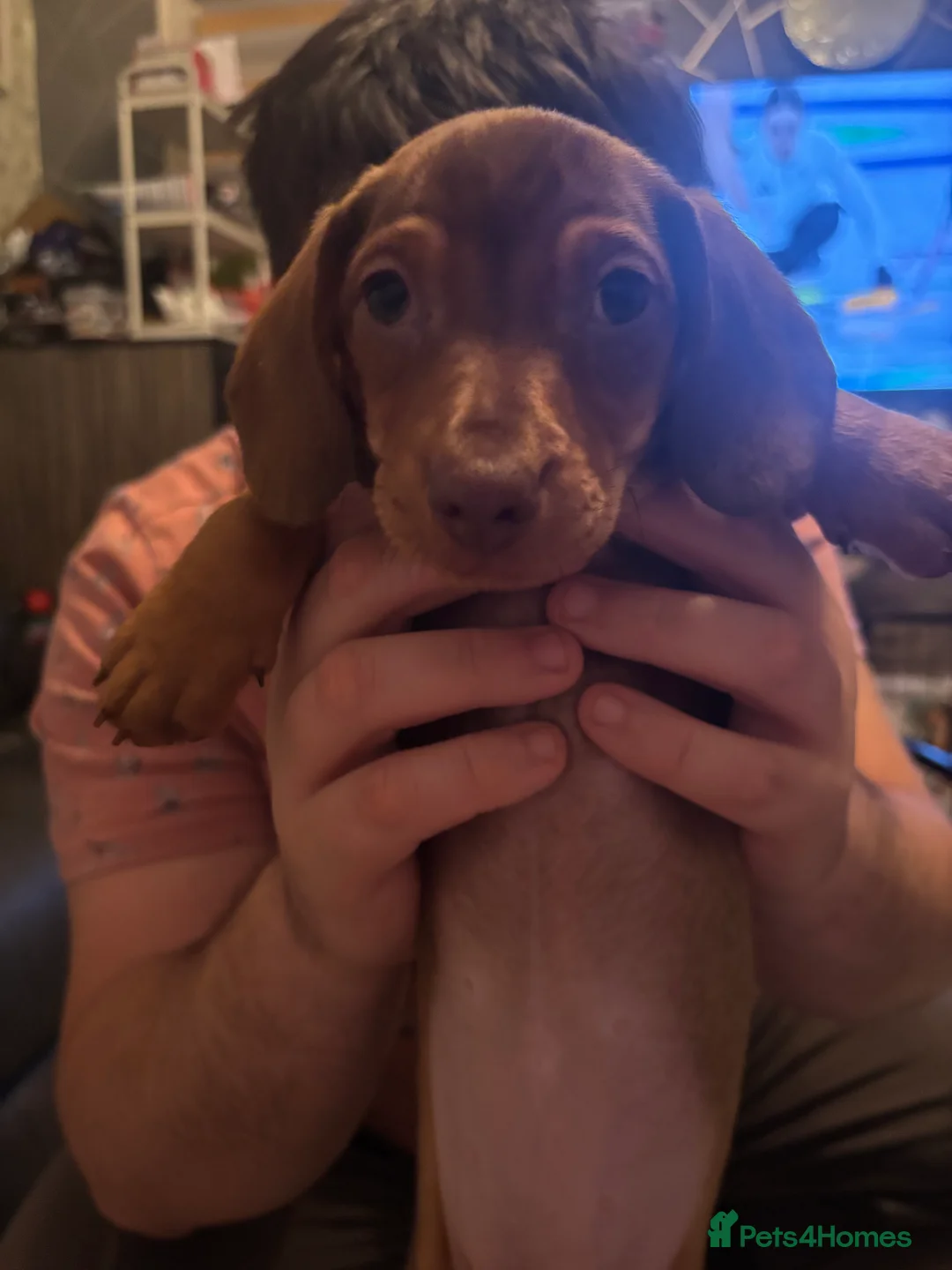 Dachshund dogs for sale: Dachshund choc-based-red puppies available now!! - Advert 20
