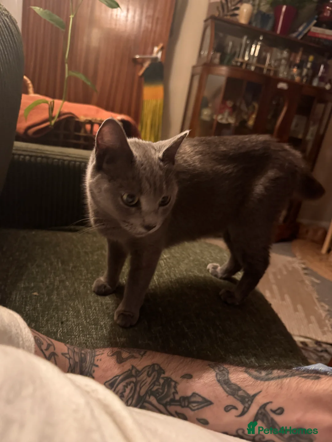 Mixed Breed cats for sale: 4 Black British Shorthair x Ragdoll - Advert 2